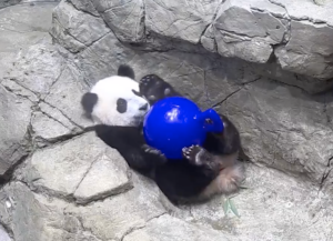 Petition to Enter Baby Panda Cub in the Tokyo Olympics