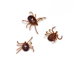 A New Tick Is Making People Allergic to Red Meat