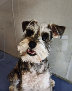 Nervous About a Reopening DC? Your Dog Probably Is Too.