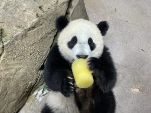 The National Zoo’s Baby Panda Is Turning One. Here’s How to Celebrate the Royal Birthday.