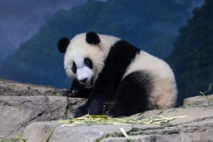 More Pandas Could Be Coming to the US