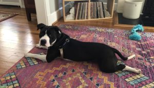 Max and Erica Scherzer Are Covering Pet Adoption Fees for a Week at DC’s Largest Animal Shelter