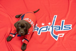 The Washington Capitals Have a New Team Puppy