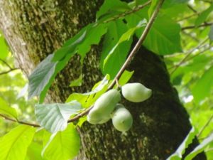 It’s Pawpaw Season. So What Exactly Is a Pawpaw?