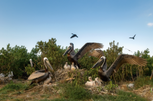 FIRST LOOK: Stunning Images of Life on Tangier Island and Smith Island