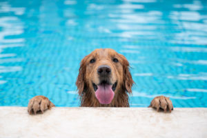 Three DC Pools Will Be Open to Dogs This Sunday