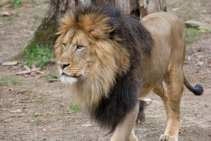 Most of the National Zoo’s Big Cats Are Recovering From Covid