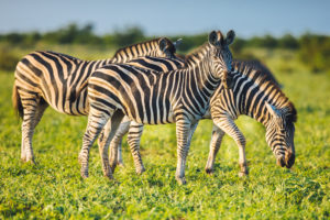 Five Zebras Have Been on the Run in Maryland for a Week