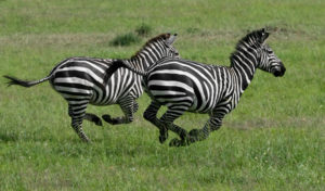 Eleanor Holmes Norton Denies Freeing Maryland Zebras