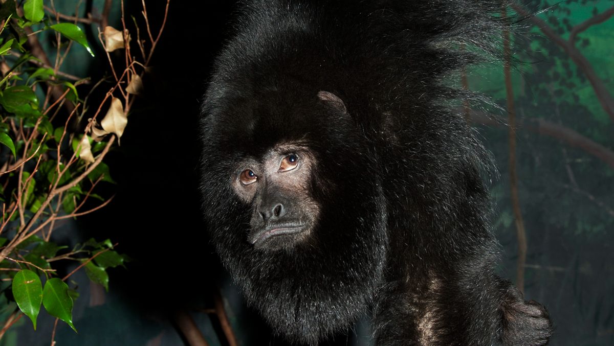 Photo courtesy of Smithsonian's National Zoo.