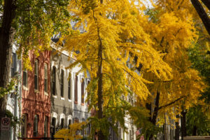 Ginkgo Trees Are About to Peak—Here’s Where to Enjoy the Foliage This Fall