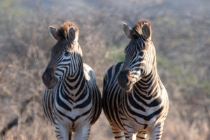 New Plan for Catching the Fugitive Maryland Zebras: More Zebras