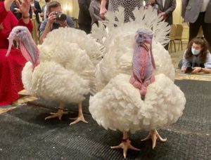 Photos: Meet Peanut Butter and Jelly, the Pardoned Turkeys of 2021
