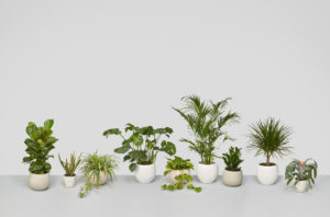 Ask an Expert: How to Care for the Most Popular Houseplants