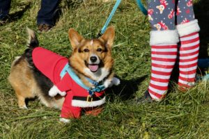 Take a Look at These Cute Corgis Decked Out for the Holidays
