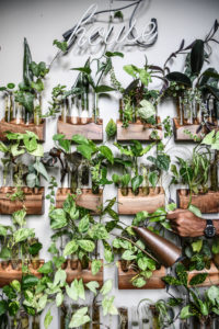 The Washingtonian Guide to Decorating With Houseplants