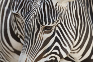 The Fugitive Maryland Zebras Have Been Found