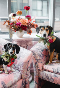 A Rescue Dog Can Deliver Your Valentine’s Day Gifts This Year