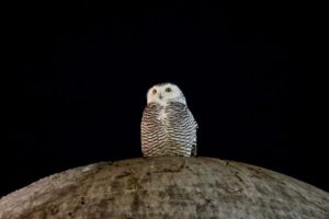 DC’s Latest Celebrit-Owl Has Been Perched at Union Station All Week