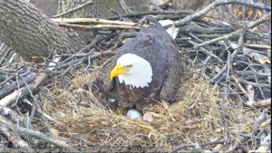 The Eaglets Are Hatching!