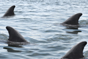 Let Us Now Mourn (or Maybe Not) DCist’s Comments Section