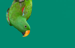 Check Out These Adorable DC-Area Pets