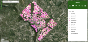 Peak Bloom Is Coming — Use This Map to Find Your Nearest Cherry Blossoms