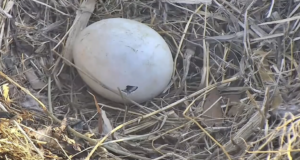 Sadly, the Bald Eagle That Hatched Last Week at the Arboretum Died. Hopes Lie in the Second Egg.
