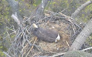 DC Could Have Two New Baby Bald Eagles by the End of the Weekend