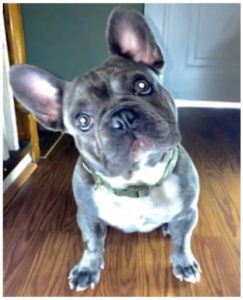 Bruno, the French Bulldog Taken at Gunpoint, Found Dead