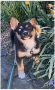 Pablo, the Puppy Stolen at Gunpoint, Is Home!