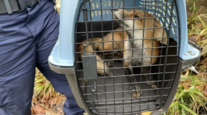 The Capitol Hill Fox’s Babies Have Been Euthanized