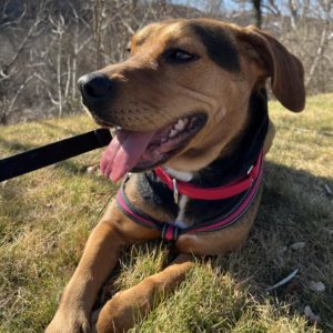 Photos: These DC-Area Shelter Animals Have Been Waiting a Very Long Time for Homes