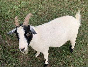 Dogs and Cats Too Tame? Check Out These Wild Adoptable Pets Around DC.