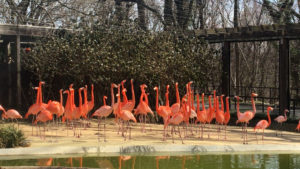 Wild Fox Kills 25 Flamingos at Smithsonian’s National Zoo