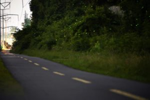 Here’s Why Fireflies Are Everywhere This Year