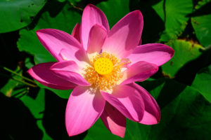 The Lotus Flowers at Kenilworth Aquatic Gardens Are at Peak Bloom