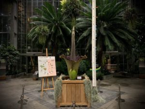 A Huge Flower Is Stinking Up the US Botanic Garden