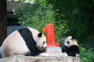 Last-Minute DC Area Ideas 8/18-8/21: Outdoor Concerts, BBQ Cookouts, and a Panda Birthday Celebration