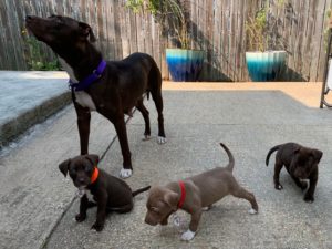 Two DC Dognappers Arrested and Charged With Animal Cruelty