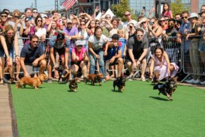 Watch Wiener Dogs Race at DC’s Cutest Competition