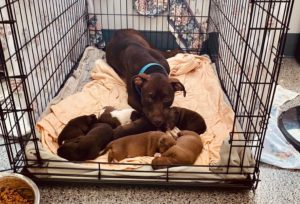 Six Five-Week-Old Puppies Were Stolen from the Humane Rescue Alliance