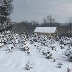 Cut Your Own Christmas Tree at These Three Farms Near the DC Area