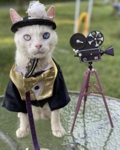 Meet Prince Snowflake, the Region’s Oddest “Celebrity Cat”