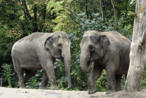 National Zoo Welcomes Two New Asian Elephants