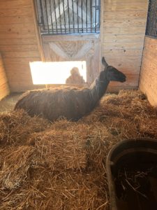 The “Missing” Fairfax Llama Has Been Reunited With Its Owner