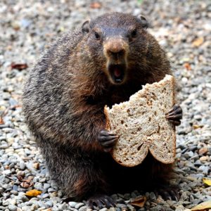 Inside a DC Bar’s Long, Strange Quest to Rent a Groundhog