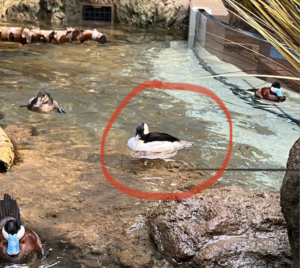 DC’s Hottest Dating Show Is the Zoo’s Horny Ducks