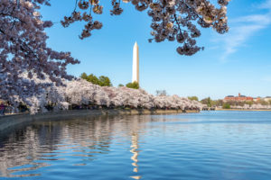 One Woman’s Quest to Bring Cherry Blossoms to DC