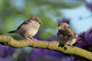 Be a Citizen Scientist This Weekend—Count Your Backyard Birds